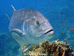 Giant trevally. 
(Fuji f50 and Epoque ES-150DS strobe) by Cigdem Cooper 